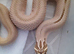 Avaliable hognoses