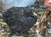Black cuckoo pekin young trio 5 weeks old 1 cockerel 2 pullets  bantams