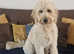 Stunning large goldendoodle for stud