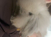 Mini lion lop seal point girl