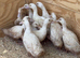 Cherry valley duck girls for sale