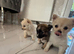 Pomchi micro teacup
