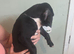 American bully pups ready for to leave