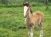 Registered Welsh Section C Filly Foal