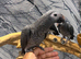 Baby Friendly HandReared Super Tame Cuddly African Grey Parrot,15