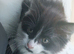 8 week old kittens