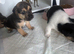 2 pure Jack Russell boys