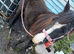 Cob type horse