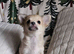 Ready NowBeautiful Long-Haired Chihuahua Puppies ️ KC Registered - 3 Girls & 1 Boy