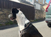 Collie bullgrey