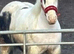 Mare pie bald