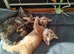 Beautiful 3 kitten's looking for a new home