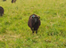 Hebridian ewes with lambs at foot