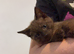 9 weeks old male kittens x3