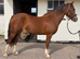 Welsh Sec D 4yrs 14.1 Mare