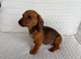 Dachshund puppies 3 boys 3 girls
