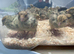X l jumbo quail chicks