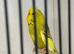 Boy and girl budgie