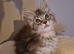 Gorgeous black silver tabby girl kitten