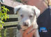Border collie pups for sale