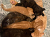 KITTENS READY TO GO