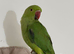 Stunning young Indian ringnick parrot