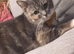 Gorgeous cat for new home