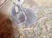 Mini Rex babies