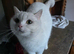 British shorthair pedigree