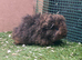 Pure bred texel guinea pigs