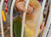 Green cheek conure
