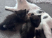Beautiful kittens
