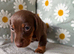 Miniature Dachshund puppies