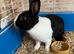 Lion head x Netherlands dwarf cross rabbits