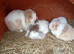 Mini lop female adult