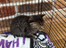 4 kittens for sale