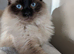 Male ragdoll for rehoming