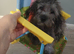 Cookapoo female puppy. £700.00