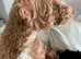 Cockapoo puppies for sale