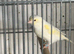Yellow mosaic canary
