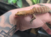 2 unrelated Pilbara Rock Monitors