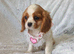 Beautiful cavalier puppies
