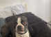Boston Terrier for Stud