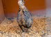 Male mearns quails