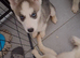 Siberian huskys