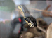 Russian rat snake juvenile