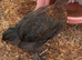 FRENCH COPPER BLACK MARAN COCKEREL