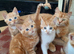 Gorgeous ginger and white kittens, all gone