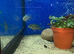 Blue Acara (Andinoacara pulcher)