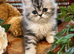 Beautiful fluffy Persian kittens